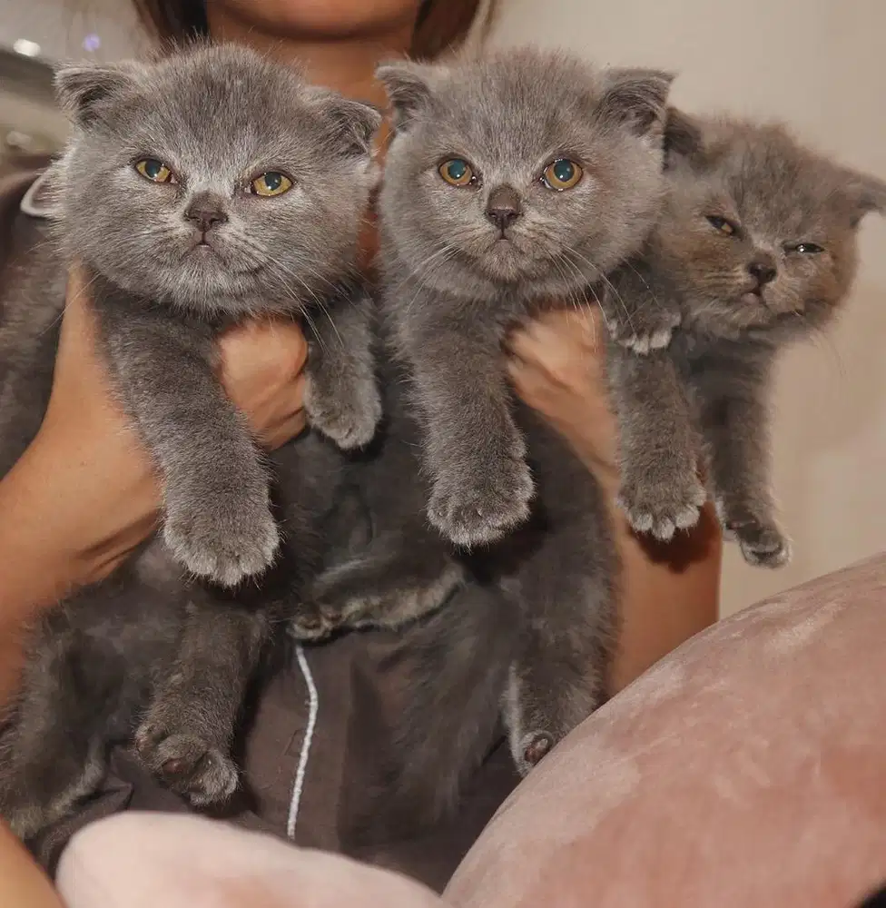 KITTEN SCOTTISH FOLD