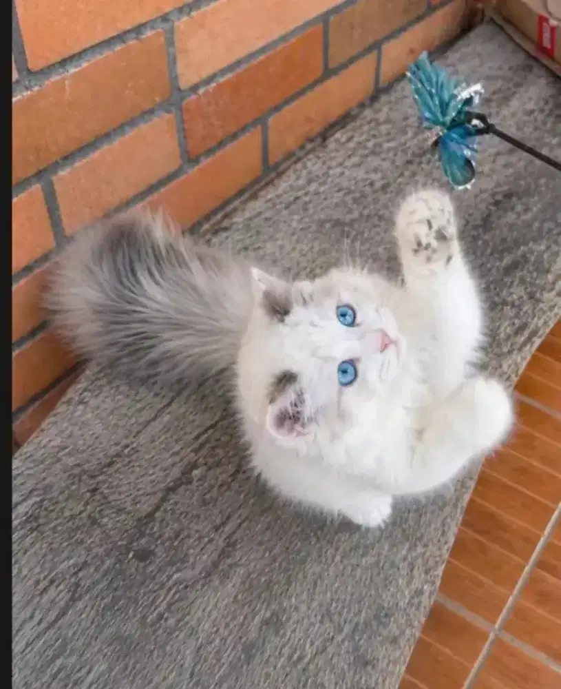 Ragdoll female real