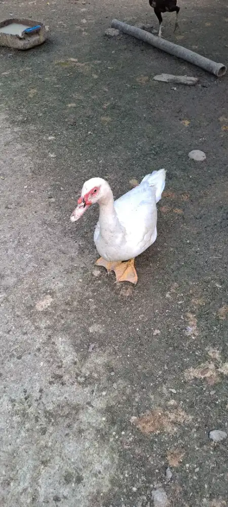 10 ekor bebek potong