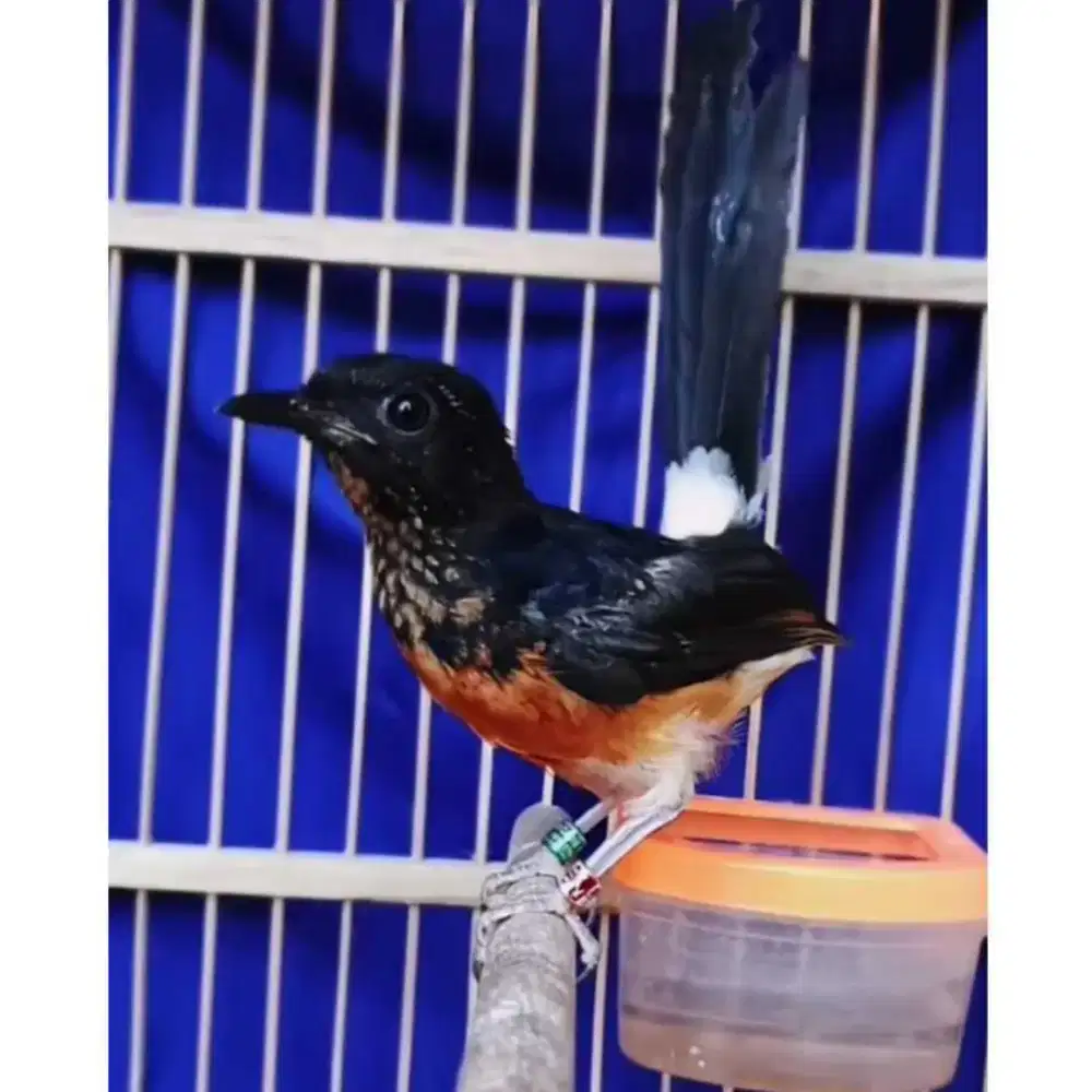 Trotol Murai Batu seri F Trah nasional jawara nasional Trotol Jatan