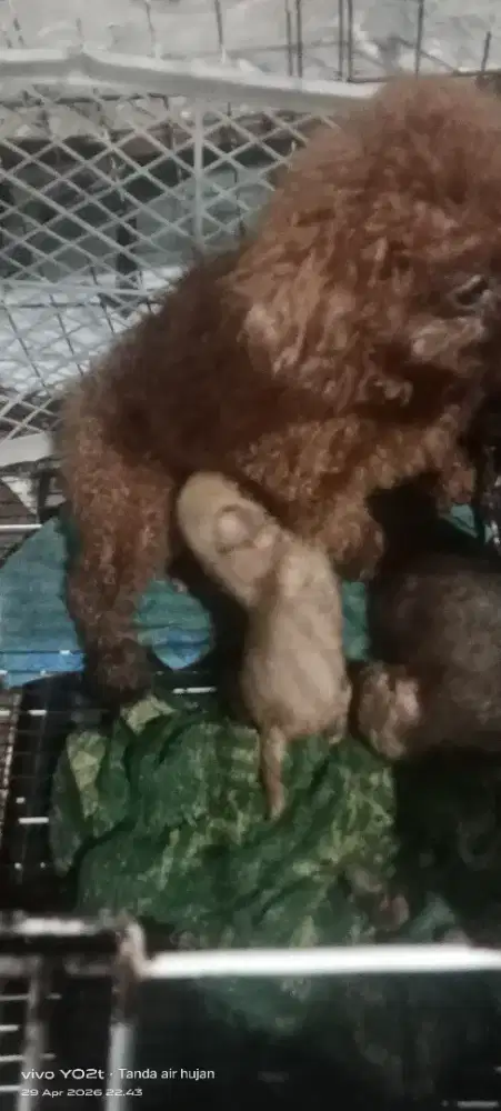 Jual anak mix poodle banyak bulu