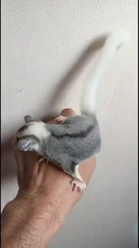 SUGAR GLIDER MOZAIC HET LEU