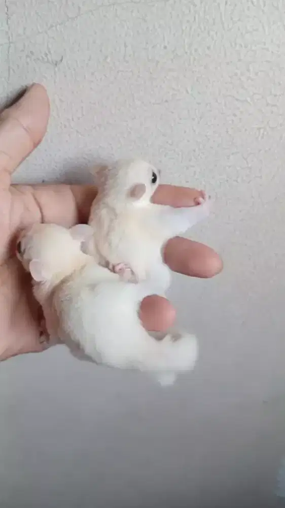 SUGAR GLIDER LEUCUSTIC