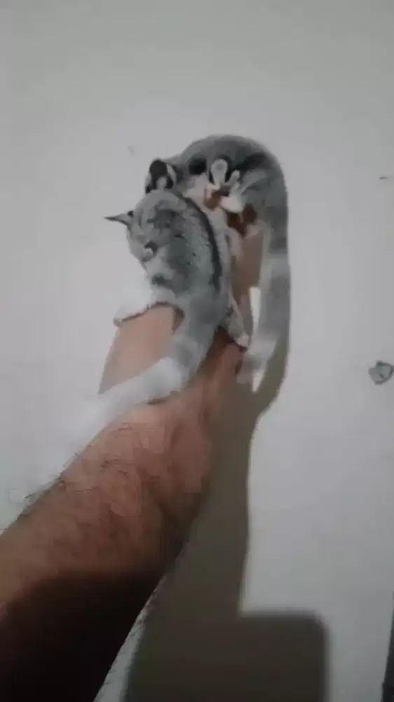 SUGAR GLIDER MOZAIC RINGTAIL