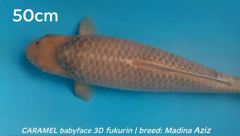 Koi Caramel Super Babyface 50cm Top Fukurin 3D body tebal Berpunuk HQ