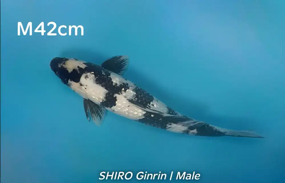 Koi Shiro Ginrin 42cm Jantan Good Patern HQ