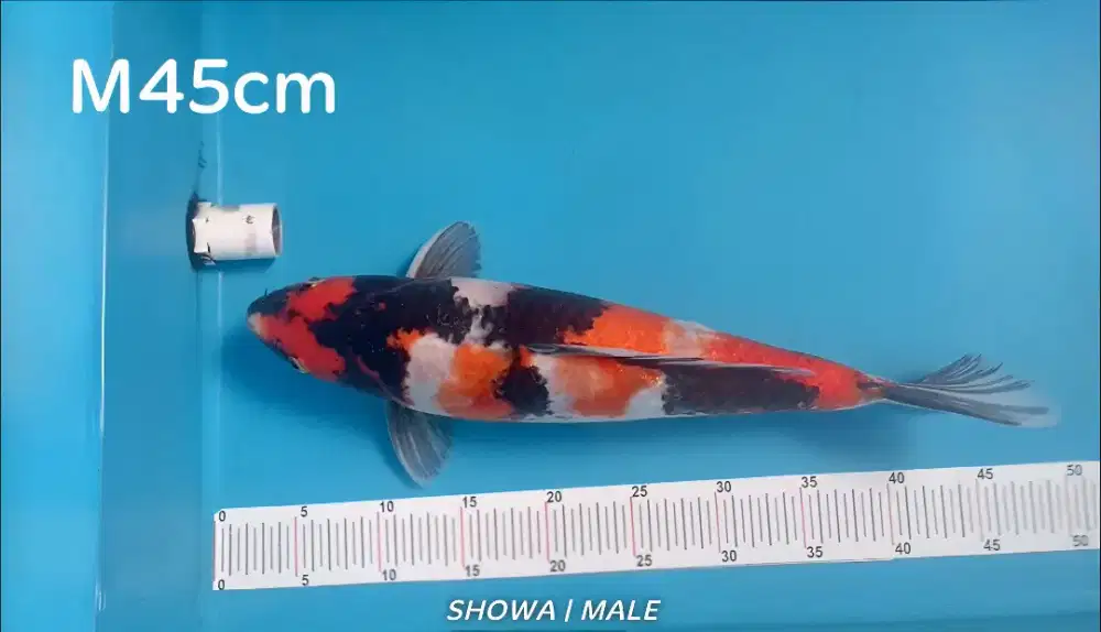 Koi Showa Shansoku M45cm Jantan body tebal