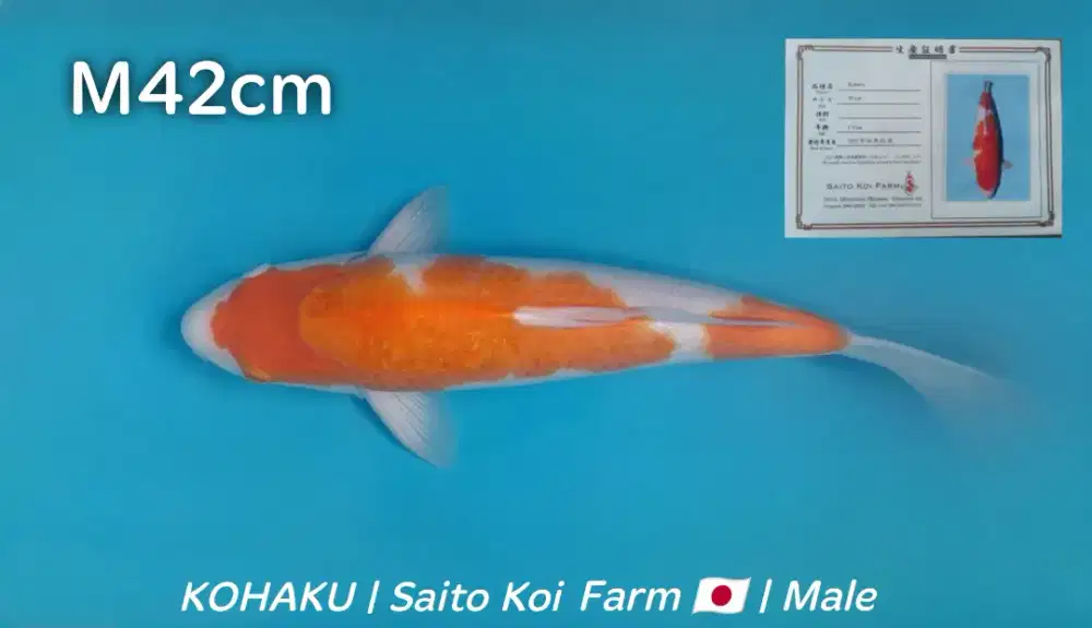 Koi Kohaku Import Saito Koi Farm 42cm Jantan bersertifikat breed