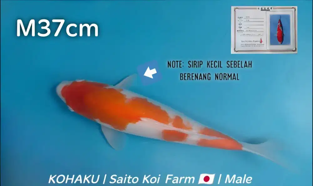 Koi Kohaku Import Saito Koi Farm bersertifikat 37cm Jantan beni halus
