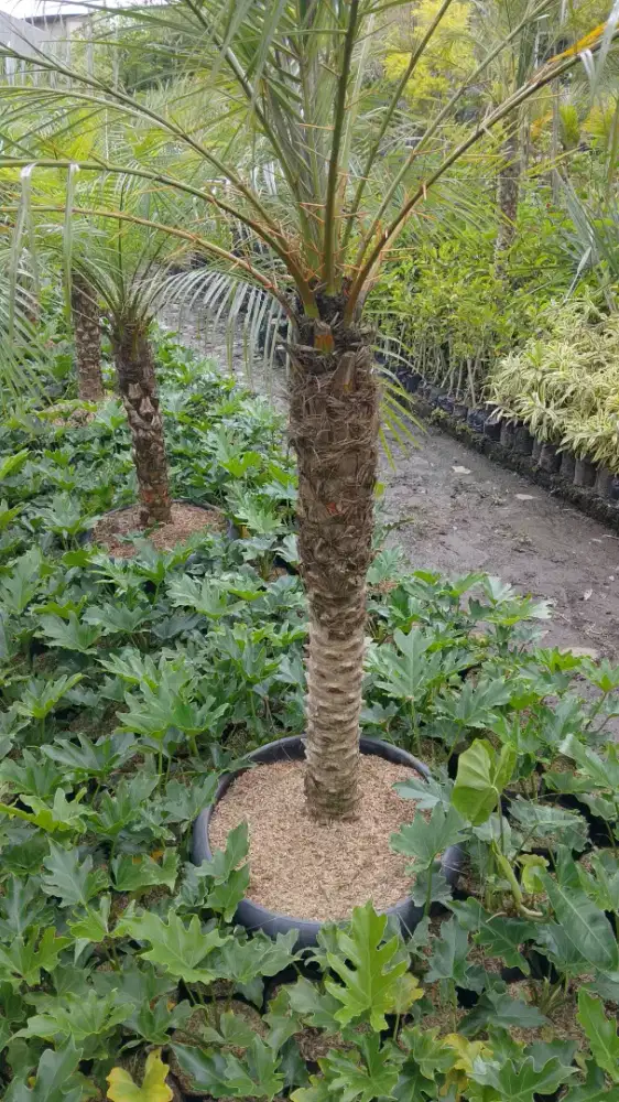 palem Phoenix ukuran 1 meter