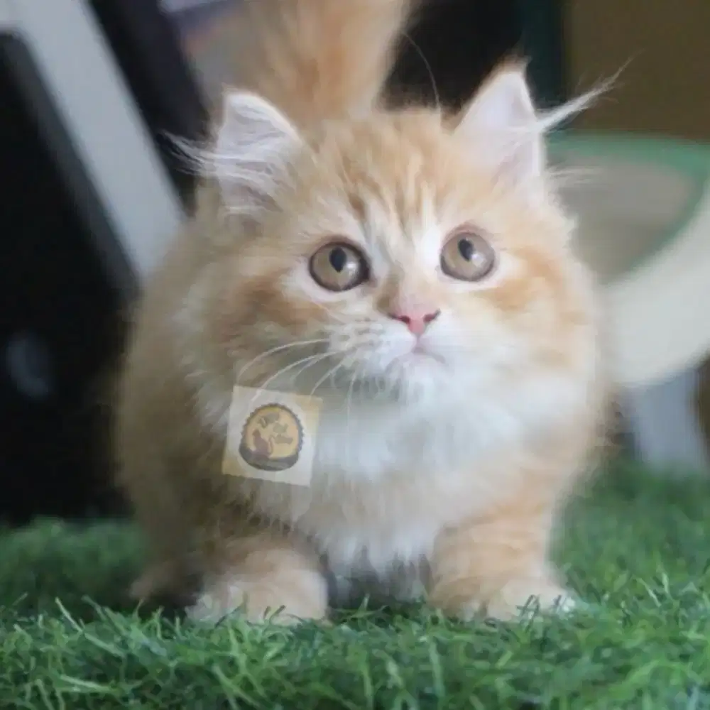 Anak Kucing Persia Munchkin Himalaya Norwaygian Maincoone Long Hair.