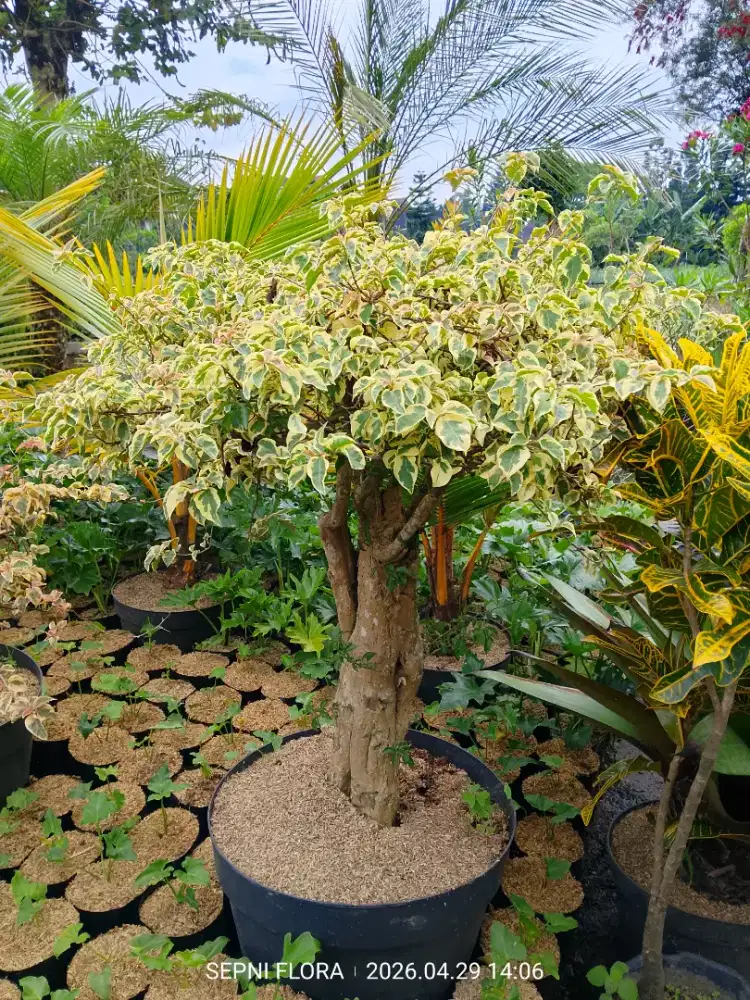 Tanaman Bonsai - Anita Palasari