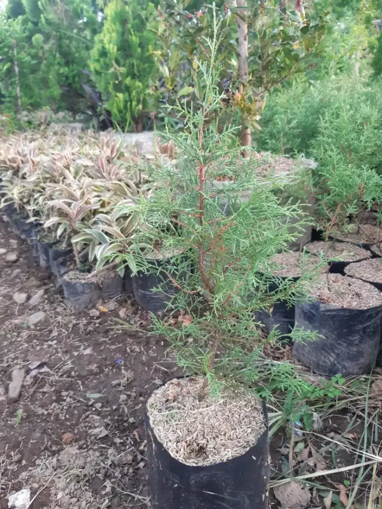 Tanaman Cemara Wangi