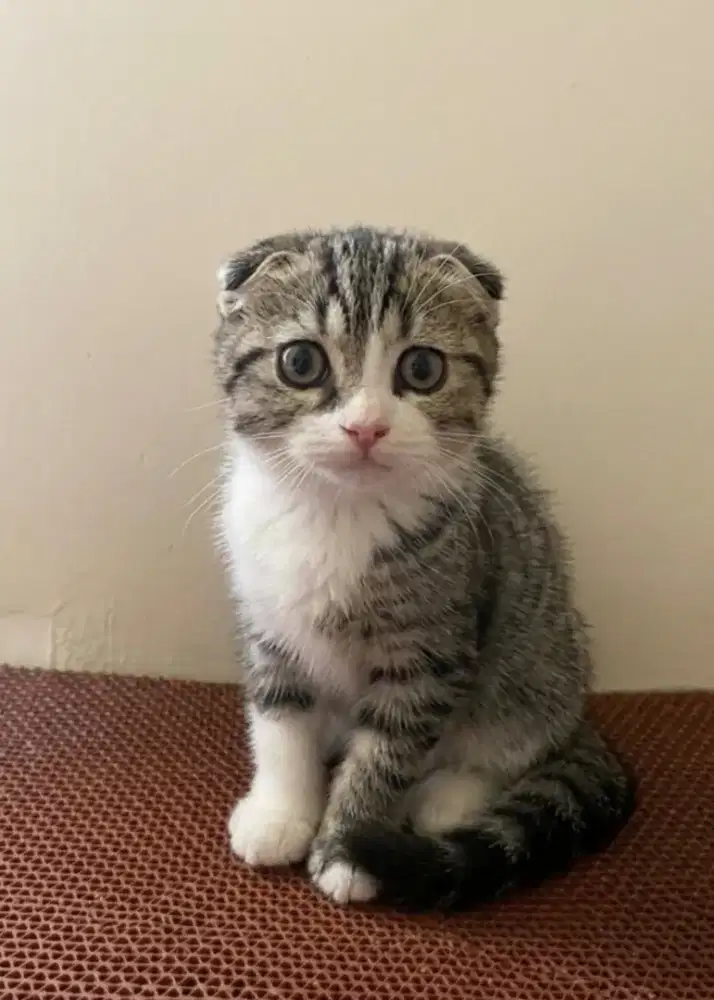 Scottish Double Fold Mujaer Jantan