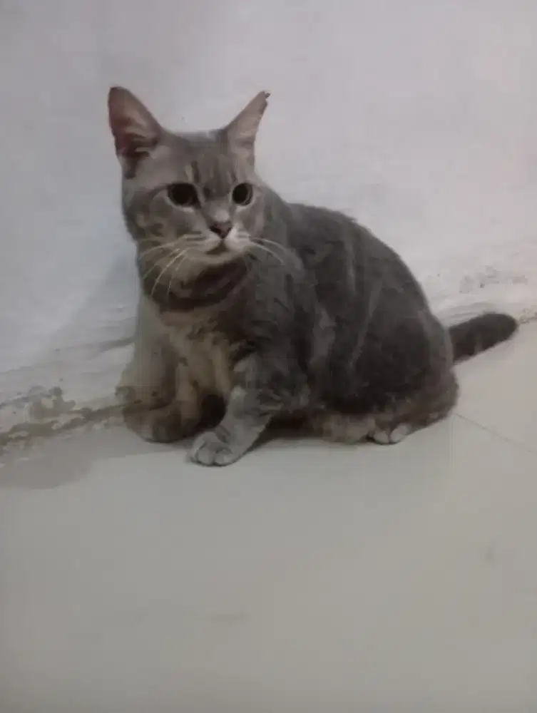 Kucing BSH blue tabby jantan steril