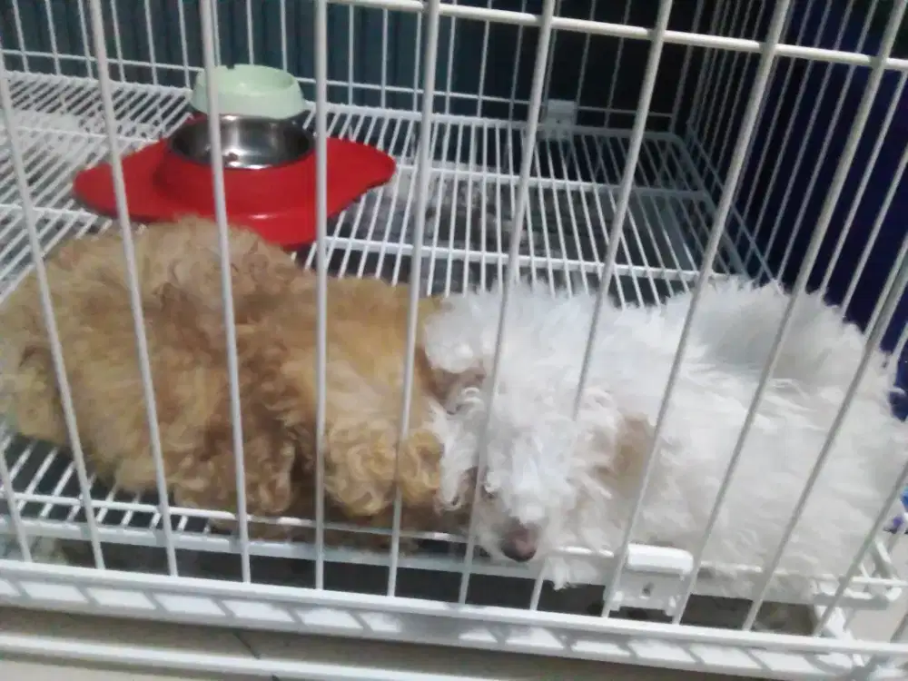 Poodle Puppy Betina White and Jantan Apricot