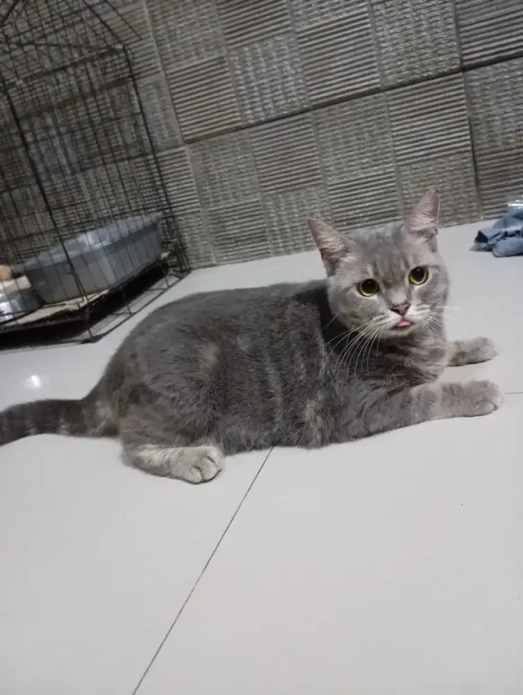 Kucing BSH pure blue tabby steril
