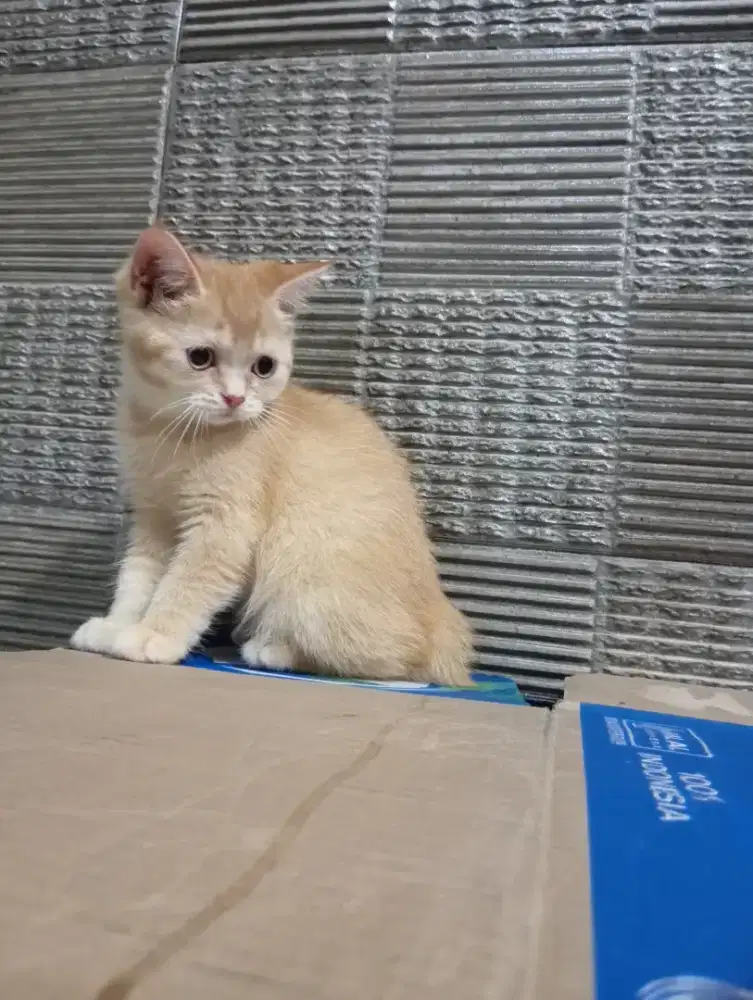 Kitten BSH golden J&B