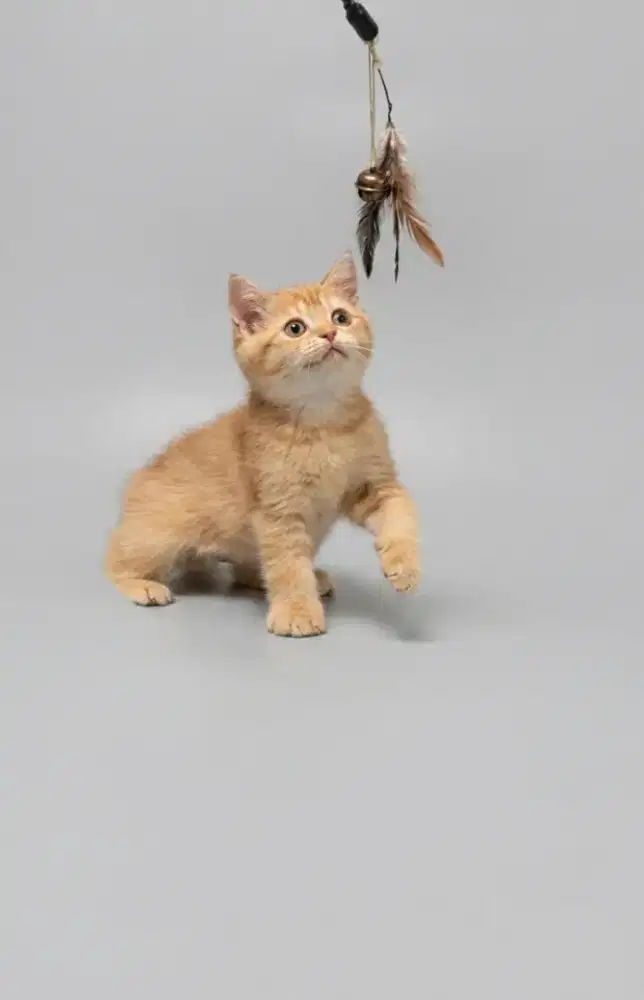 BSH Golden Ny12 Female