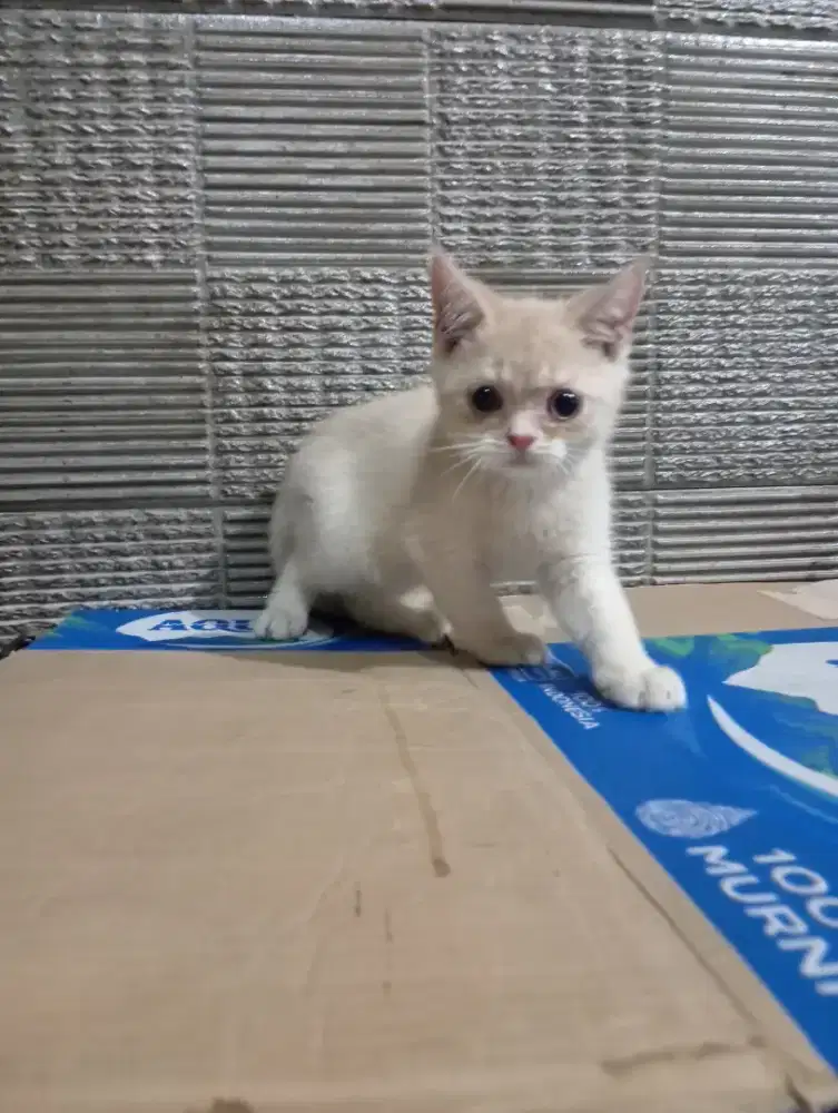 Kitten BSH golden sepasang