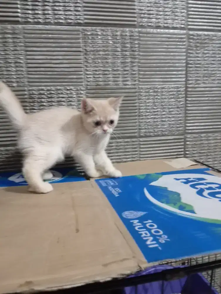Kitten BSH golden jantan fawn