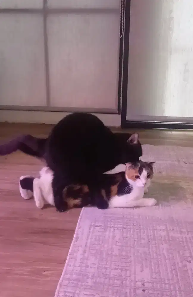 Kucing Scottish fold betina