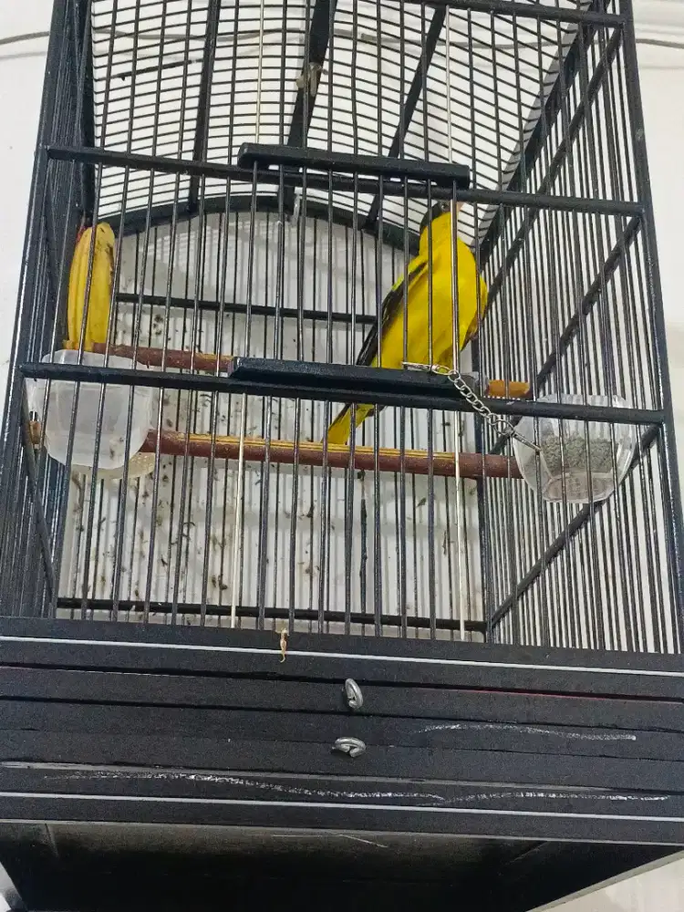 Burung kepodang jantan