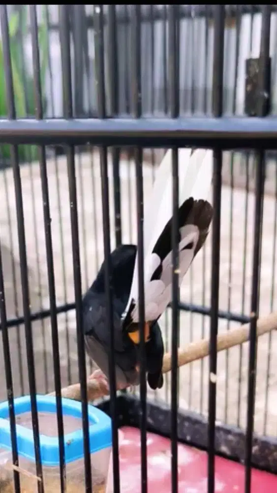 murai batu betina blorok trah panda line SS