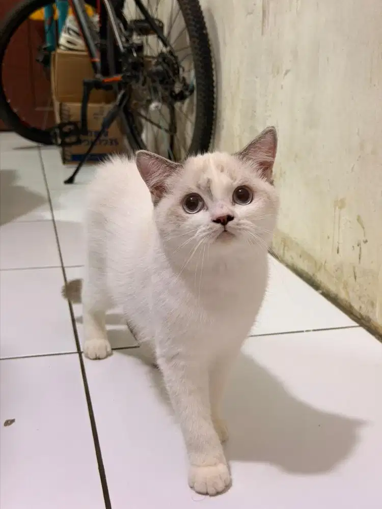 Kucing bsh jantan 8bulan