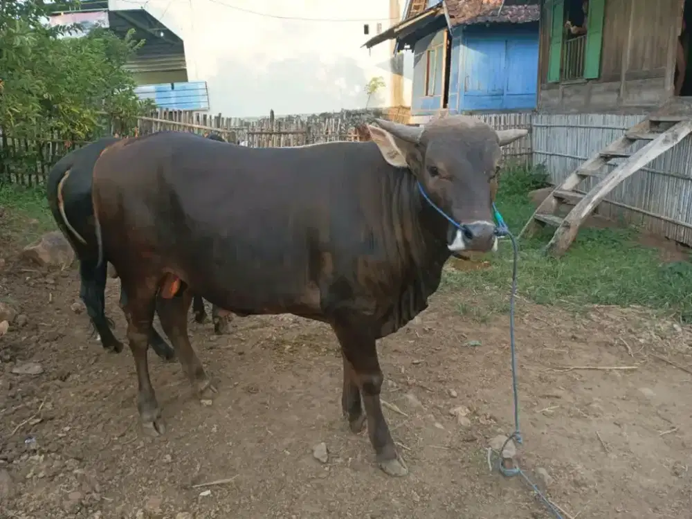 SAPI QURBAN MURAH