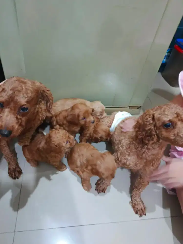 Baby maltipo mix poodle red mini