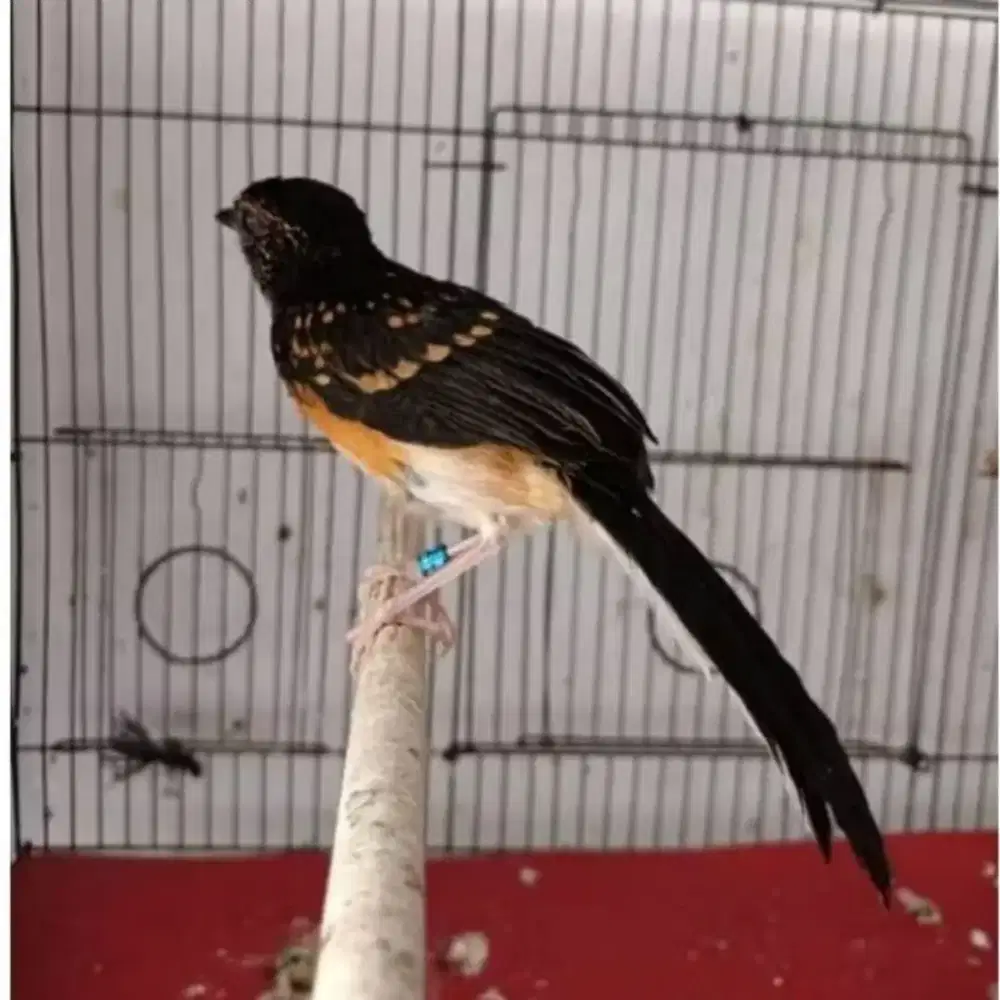 Murai Trotol Medan Jaminan Jantan Prospek Pilihan.