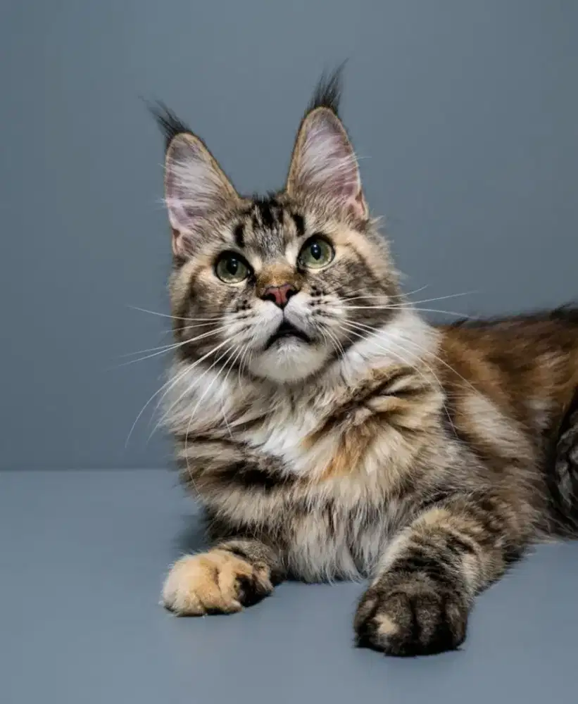 Kucing maine coon / kitten mainecoon / mc / mco / pedigree / pedd