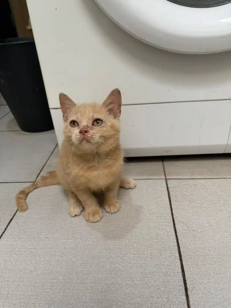 BSH British Short Hair Red Solid Oren Jantan