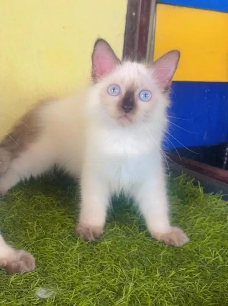 Kucing ras persia himalaya betina 3 bln