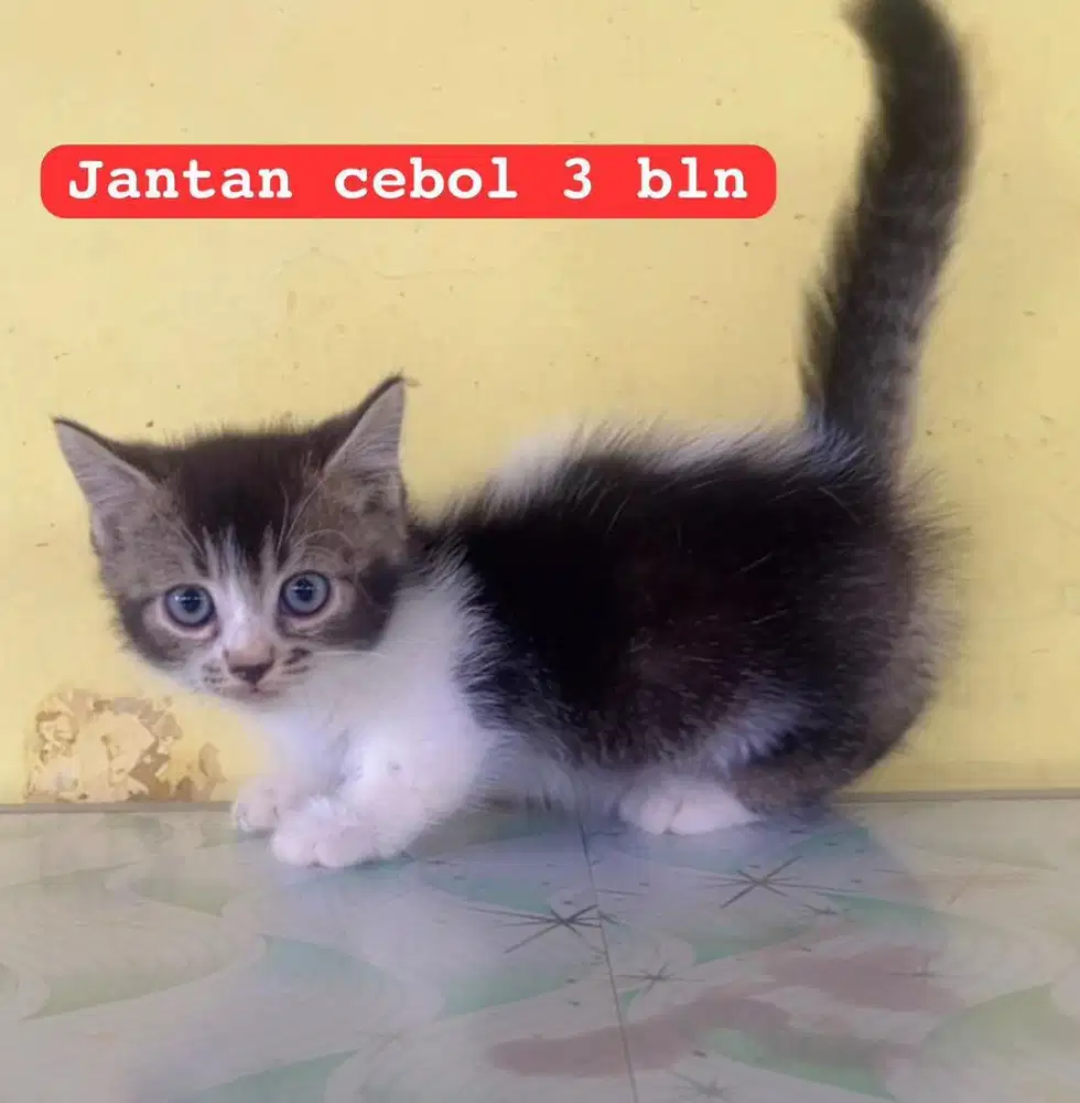 Kucing munckhin mix persia jantan 3 bln