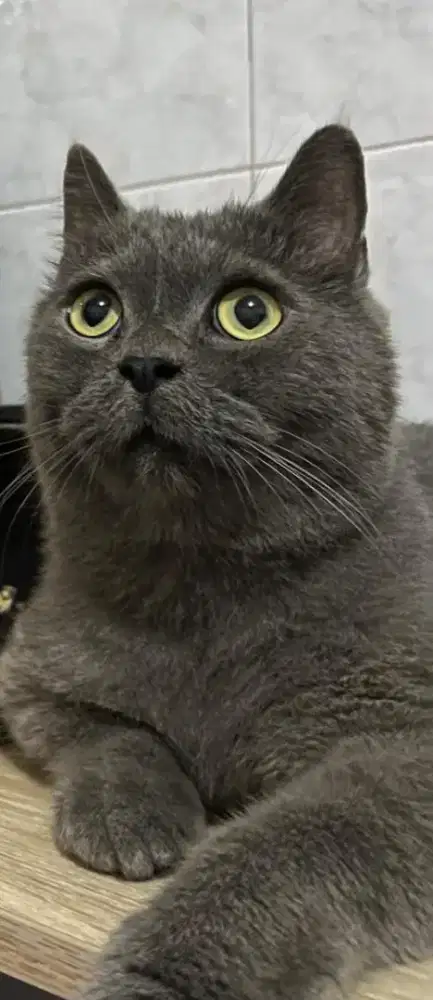 Persia jantan warna abu abu