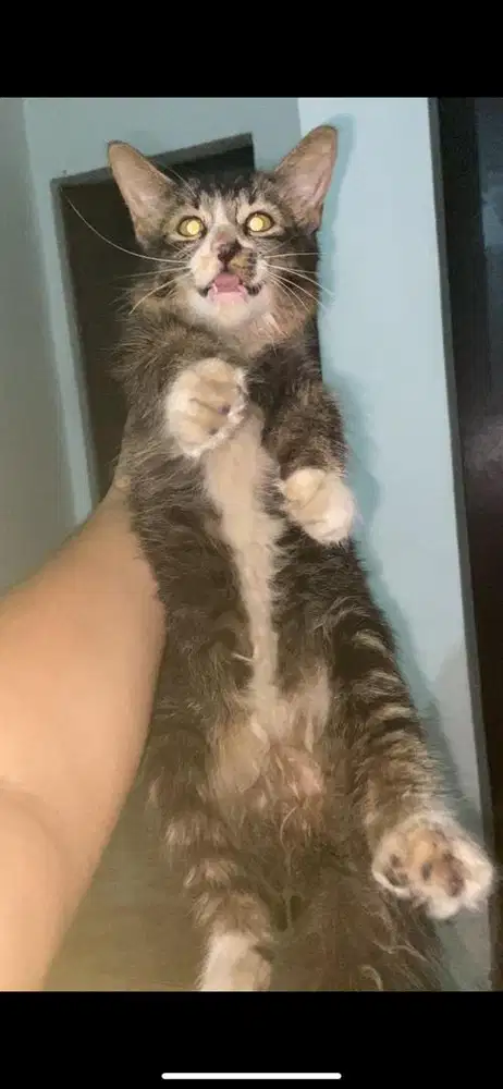 Kitten mixdome betina