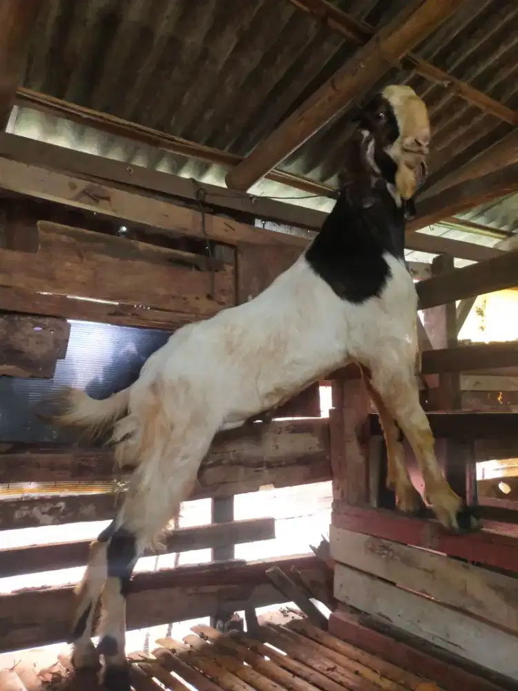 Hewan qurban kambing murah Bekasi jakarta sekitarnya