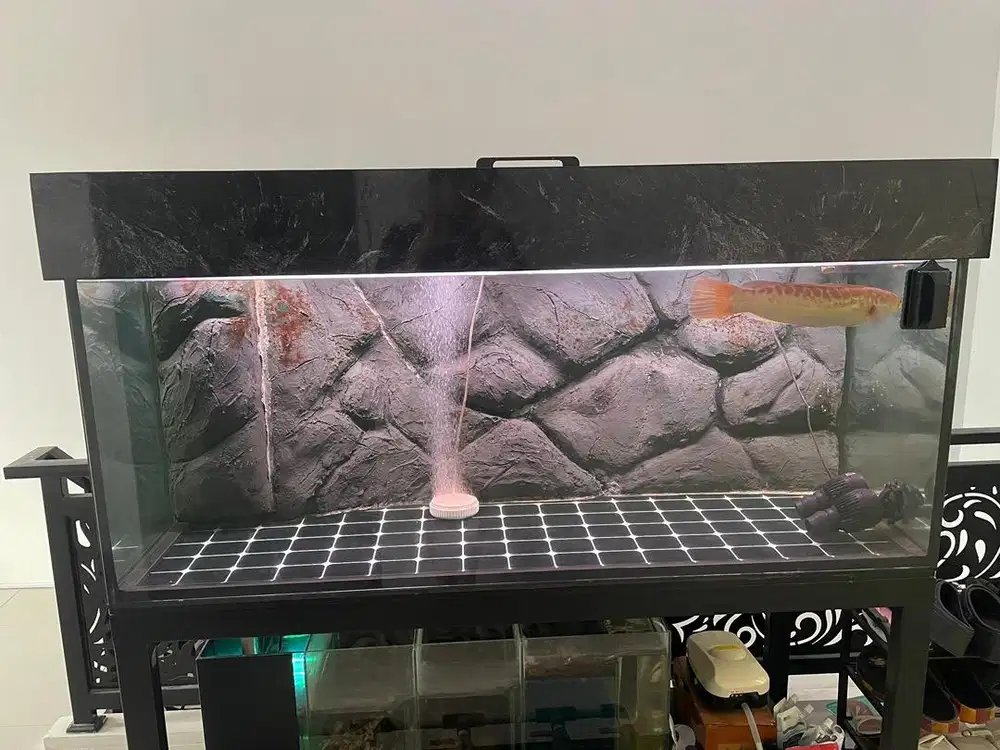 Aquarium 150x60x60 12mm overflow sama ikan toman xanthic