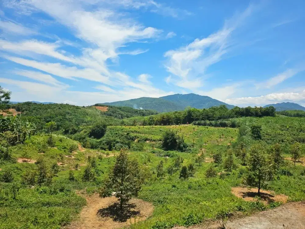 Dijual Kebun Bogor 4.67+ Hektar! (Lengkap dengan 400+ Pohon Durian dan Mangga !!)