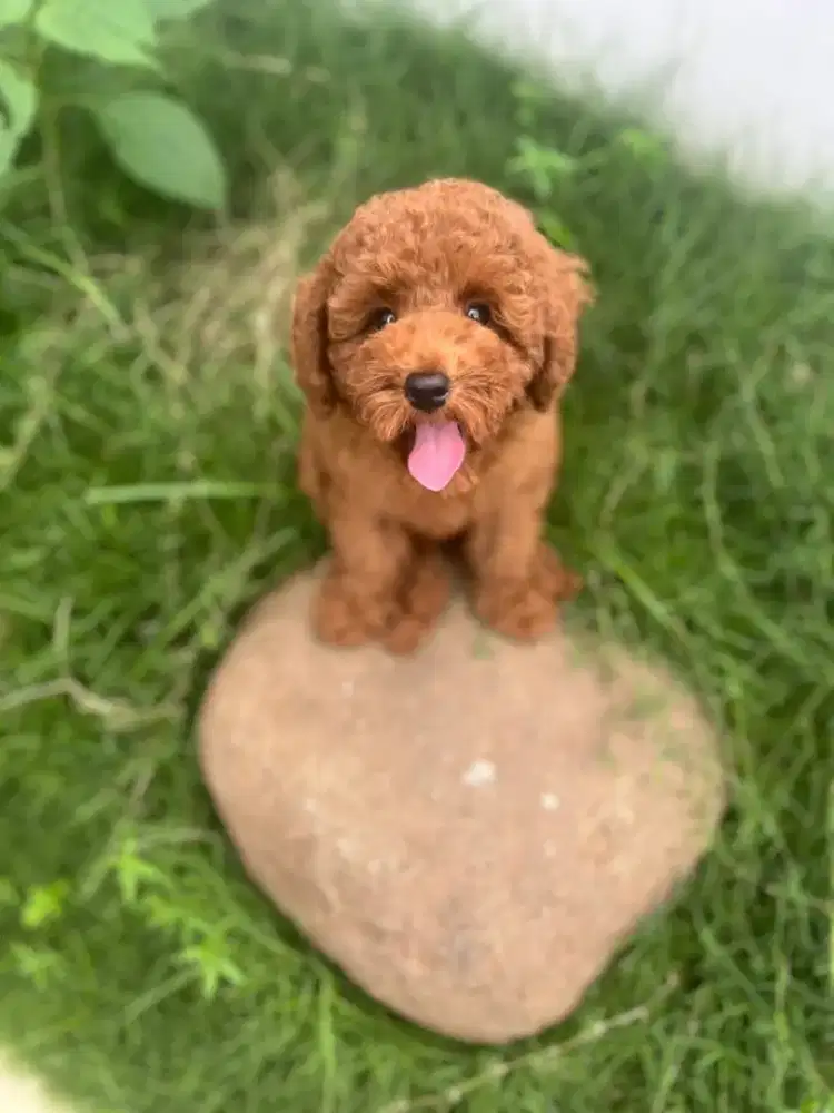 toy poodle jantan kosongan