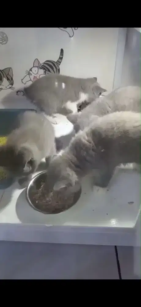 kucing kitten  british shorthair 100% pure ready jantan/betina