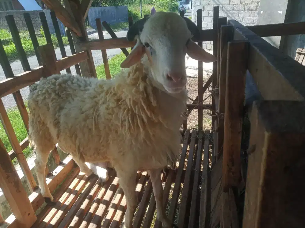 Hewan qurban poel gemuk ekonomis