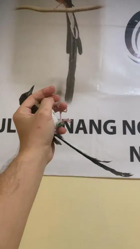 Murai batu trotol jantan trah ekor panjang 46x21cm dds line