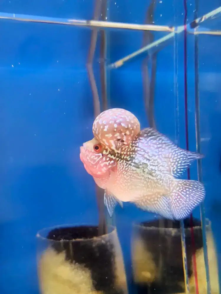 Clearance Sale Short Body Louhan Cencu