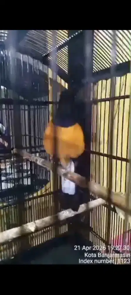 Murai Borneo 4x Rontok fullset