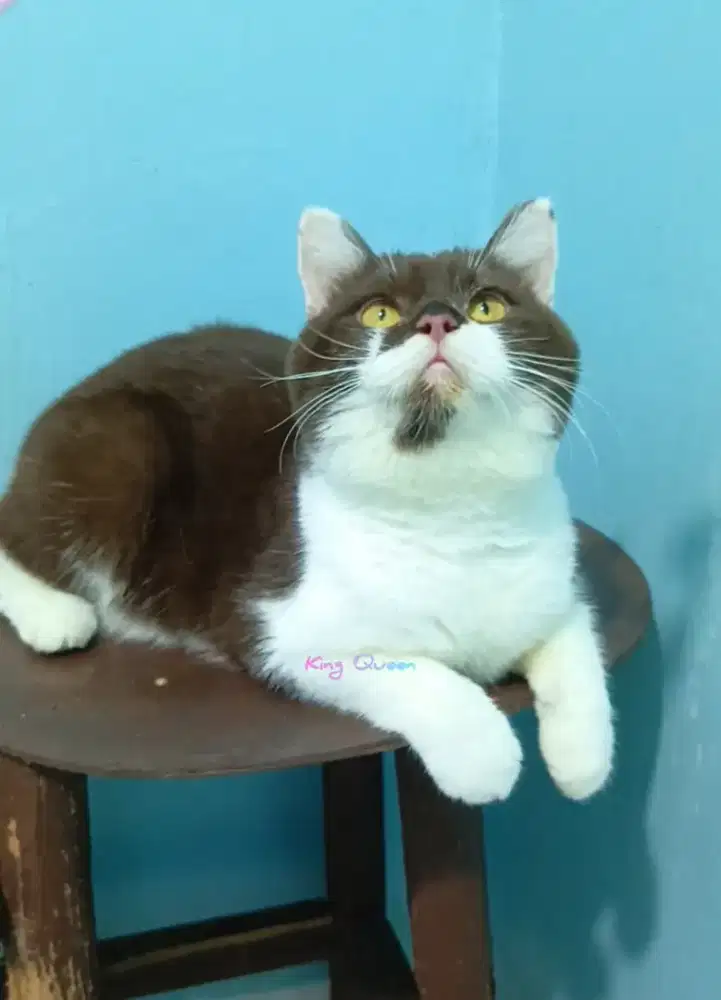 Kucing BSH British Shorthair Cinnamon Bicolor Jantan 8 bulan