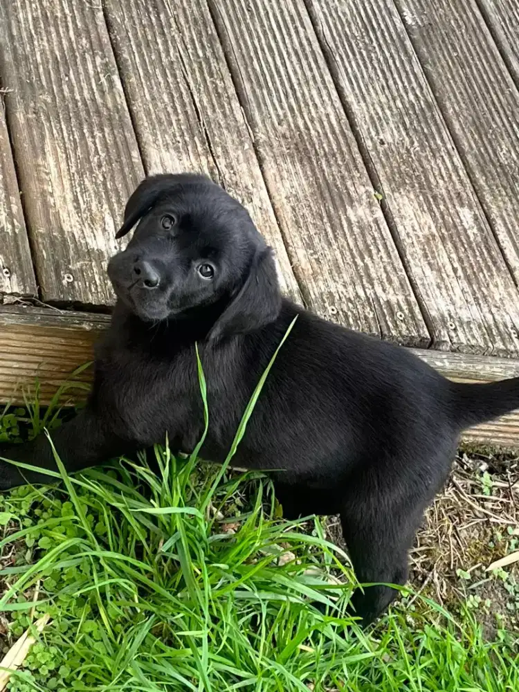 PUPPY ANJING LABRADOR RETRIEVER