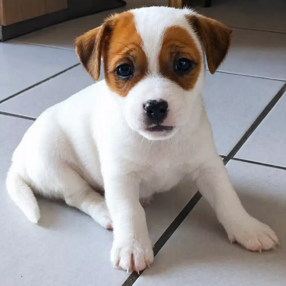 PUPPY ANJING JACK RUSSELL TERRIER